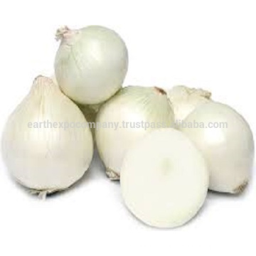 BEST QUALITY WHITE ONION